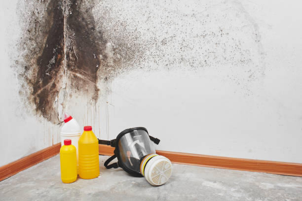 Best Residential Mold Remediation in Le Claire, IA