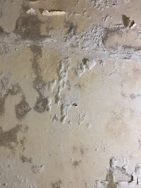 Best Commercial Mold Remediation in Le Claire, IA
